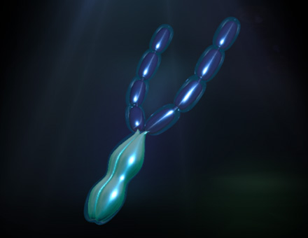 Holo-Molecule